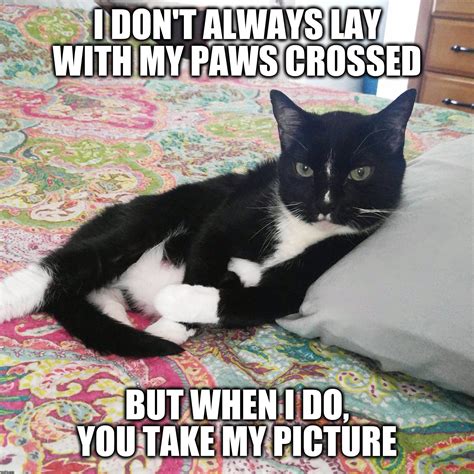 32 funny tuxedo cat memes factory memes