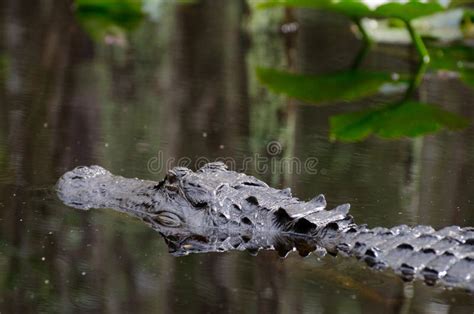 Okefenokee Swamp Alligator Stock Photo Image Of Alligators 78635722
