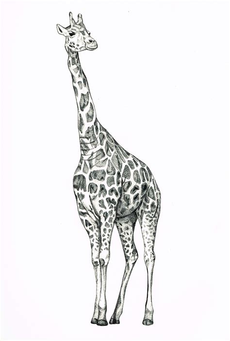 Giraffe Biro Drawing Giraffe Drawing Giraffe Art Biro Drawing