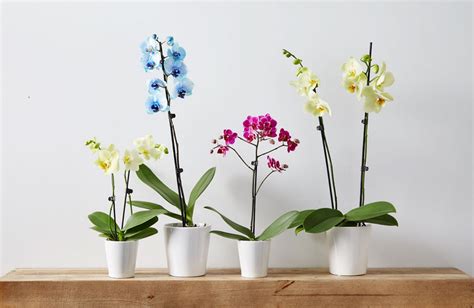 Phalaenopsis Orchid Care Indoor Orchid Care