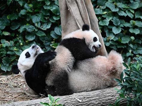 Whats A Group Of Pandas Called