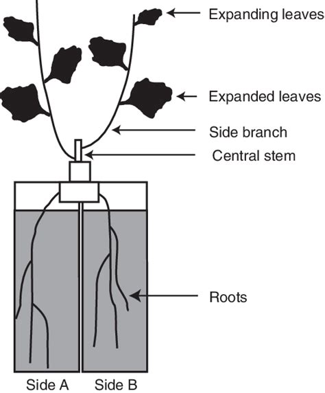 Schematic Diagram Of The Split Root System Used In This Study The Root