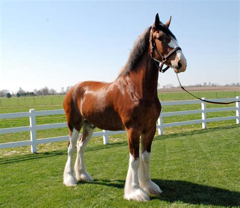 Clydesdale Breeders Of The Usa National Clydesdale Sale Clydesdale