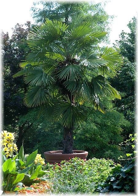 Einen kaktus zum blühen bringen: Hanf-Palme Trachycarpus fortunei günstig online kaufen ...
