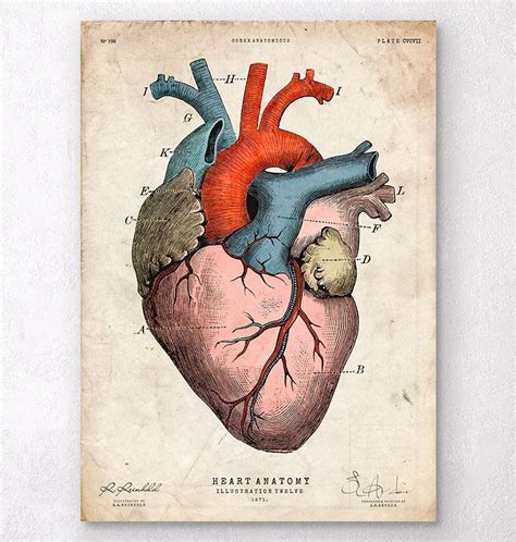 Anatomical Heart Art Print Colored Codex Anatomicus