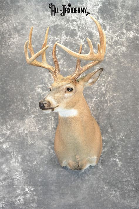 Whitetail Deer Taxidermy Mount For Sale Sku 1042 All Taxidermy