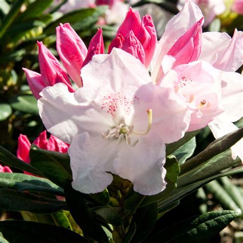 Brandi southgate rhododendron, live evergreen shrub, pink ruffled blooms. Southern Living Plant Collection 2.5 Qt. Brandi Southgate ...