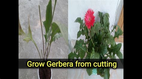 How To Grow Gerbera From Cutting Youtube