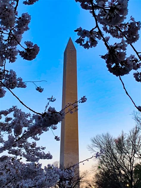 Washington Monument Washington Monument Monument Cherry Blossom