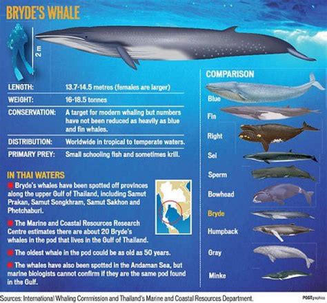 Brydes Whale Alchetron The Free Social Encyclopedia