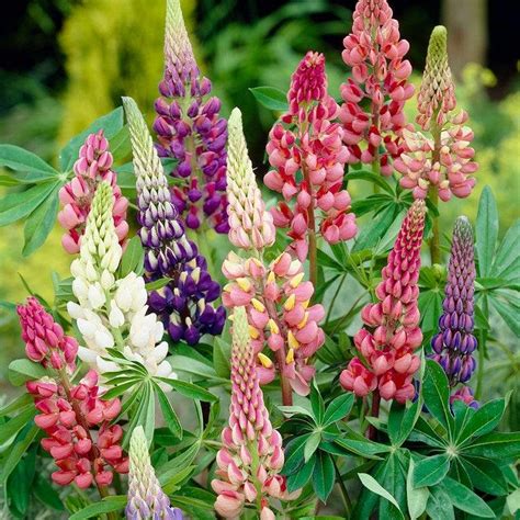 Mixed Color Lupine Beyond Organic Seeds