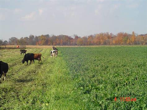 Cover Crops For Fall And Winter Grazing Plant Cover Crops