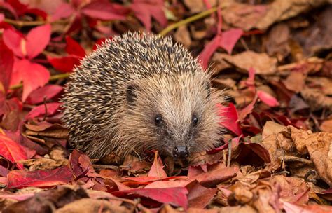 Young Hedgehog Among Autumn Leaves Many Thanks For Your Ki Flickr