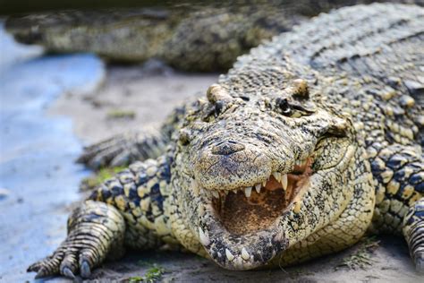 Crocodile Ecosia Images