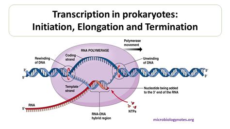 Transcription In Prokaryotes Initiation Elongation And Termination Microbiology Notes