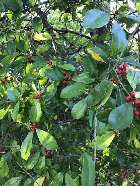 Help Identifying Red Berry On Tree Nashville Tn Rforaging
