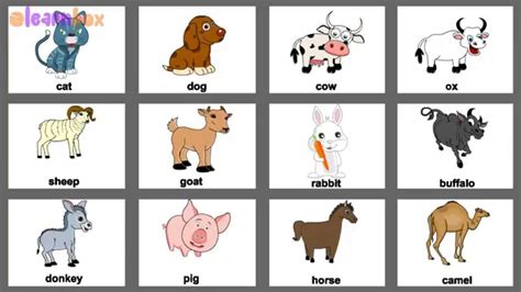 Animal Names With Pictures In English Learn Animals Names For Kids