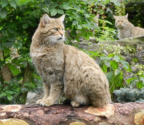 Дикие кошки Европейская дикая лесная кошка Felis Silvestris