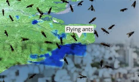 Huge Swarm Of Flying Ants Spotted From Space Over Uk