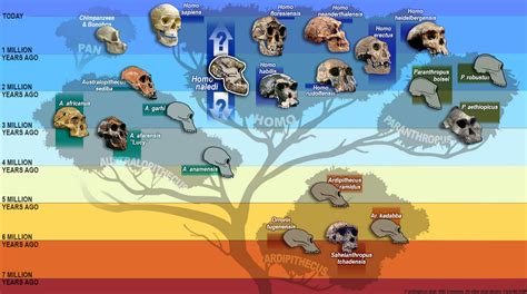Pin On Biology Human Evolution