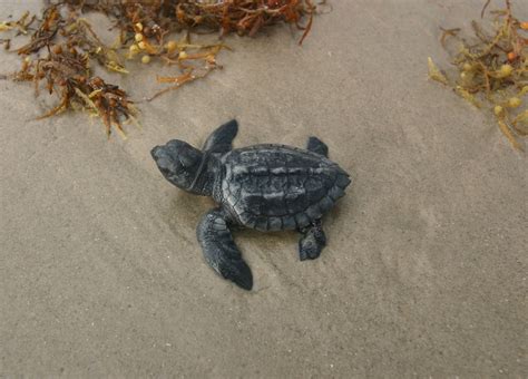 Kemps Ridley Sea Turtles Padre Island National Seashore Us