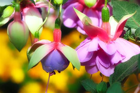 Fuchsia Hanging Basket A Gardeners Guide And Plant Profile