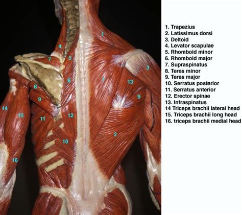 12 Best Anatomy Pins Images On Pinterest Anatomy