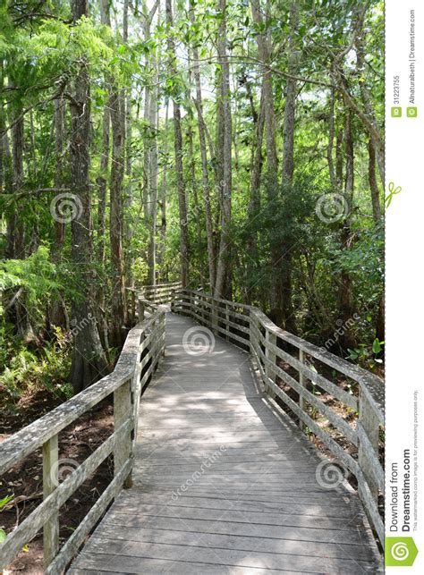 Path Through Forest With Beautiful Forest Scenery Royalty