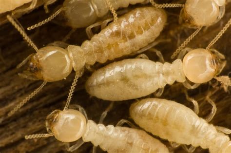 termites and national pest management month the washington post
