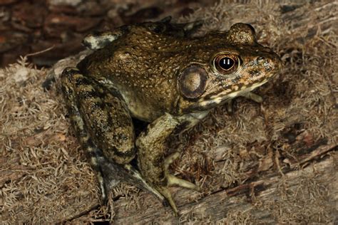 River Frog Lithobates Heckscheri From South Carolina This Flickr