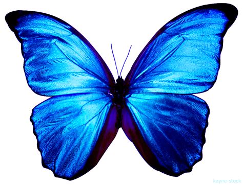 Photo Papillon Art Papillon Morpho Bleu Blue Morpho Butterfly