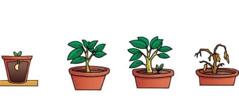 El Ciclo De La Vida En Plantas