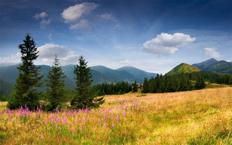 Field Mountains Trees Spruce Trees Grass Flowers Slope Sky