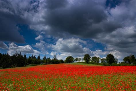 Wallpaper Flowers Trees Red Sky Field Clouds Landscape Sunday