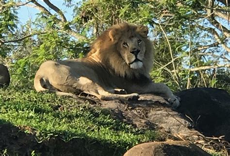 Everything You Need to Know About the Kilimanjaro Safari