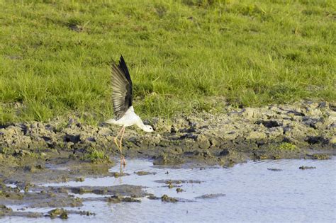 Hunting Winged White Bird On Swamp In Reservation Area Stock Image