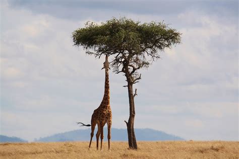 Africa Safari Giraffe Wildlife Tall Neck Kenya Hd Wallpaper