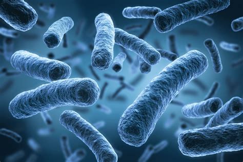 Review Of Legionella In Water Systems Water Research Australia