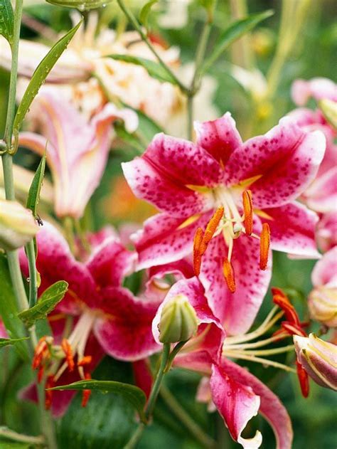 Oriental Lily Best In Smell Powerfully Fragrant And Stunningly Gorgeous