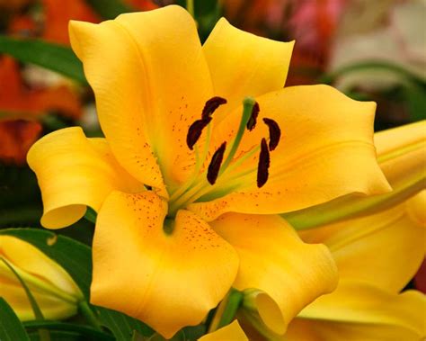 Lilium X Oriental Trumpet Hybrids Gardensonline