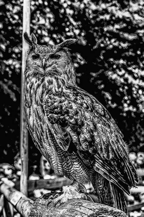 Eurasian Eagle Owl Photograph By Angela Aird Fine Art America