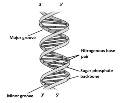 Describe The Structure Of Dna Proposed By Watson And Crick