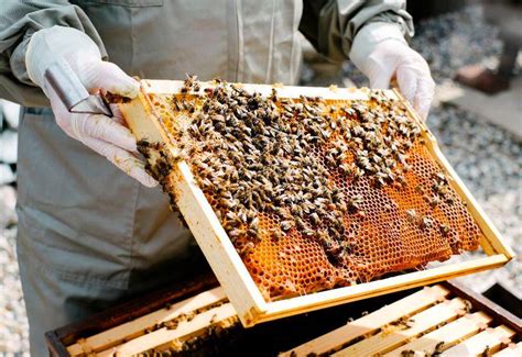 Beekeeping In India A Complete Guide To Beekeeping For Beginners
