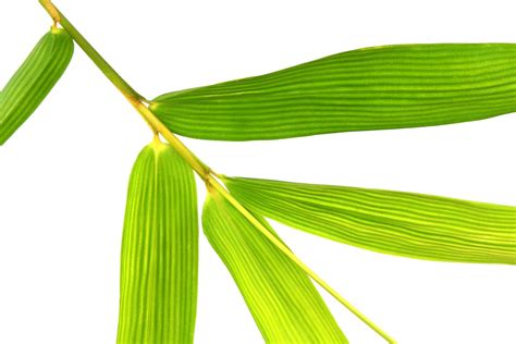 Fresh Green Bamboo Leaf Isolated On White For Texture Or Wallpaper