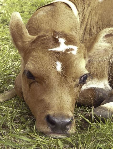 Hd Wallpaper Calf Farm Animal Animal Farm Cute Cattle Cow Baby