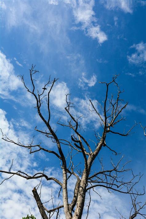 Dried Tree Under The Blue Sky At Sunny Day Stock Photo Image Of Life
