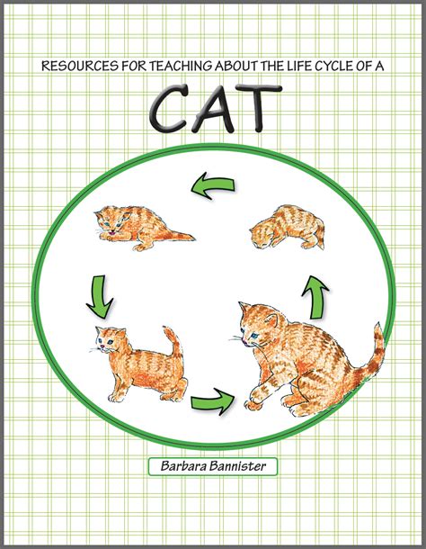 Now is the best time for gradual positive introductions to children and other pets. Cat Life Cycle - Simply Science