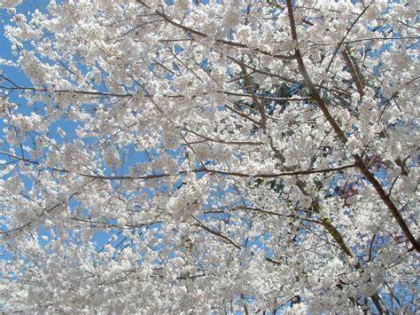 White blooming trees in georgia. Douglasville, Georgia: Flowering Trees