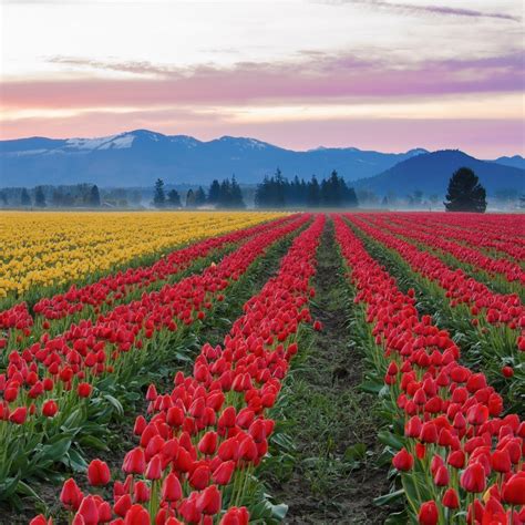 How To Visit Washingtons Skagit Valley Tulip Fields Tulip Fields