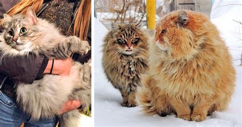 6 Gigantic Cat Breeds We Fell In Love With